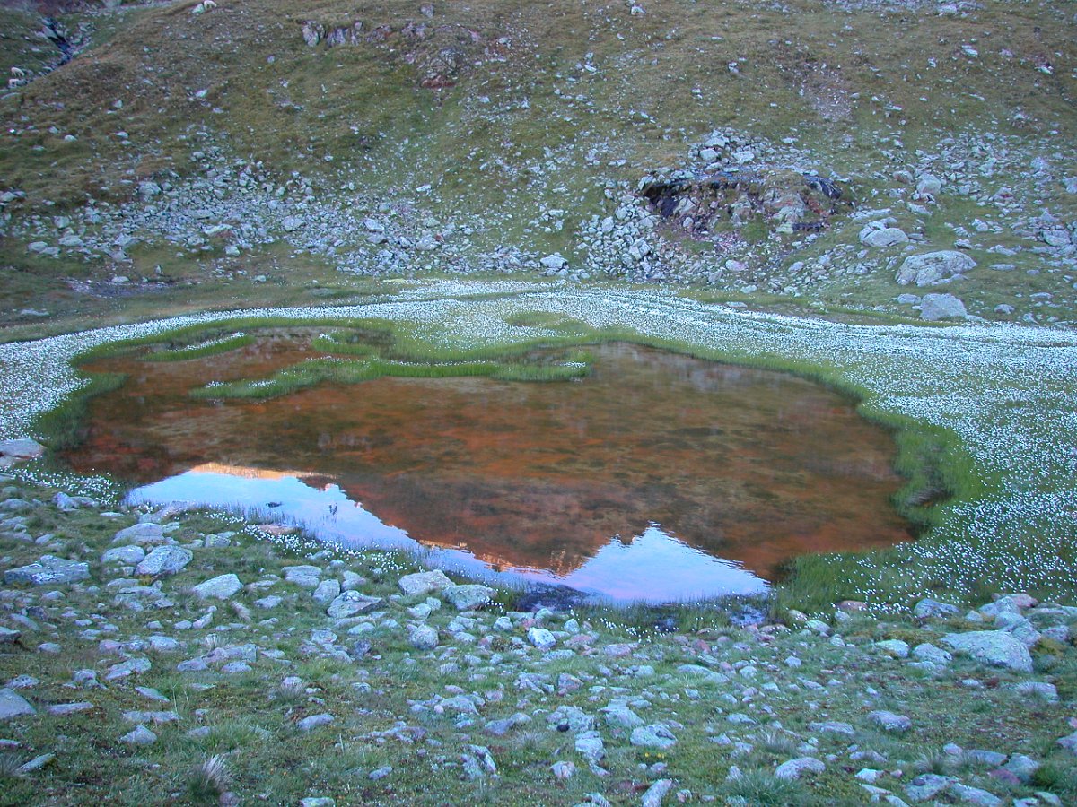 Dscn6671.jpg - Verlandender See mit Wollgras.