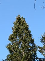 IMG_0109