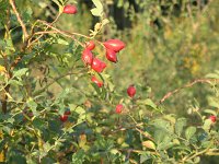 IMG_1820