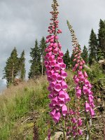 IMG_3505