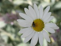 IMG_3534