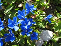IMG_4246