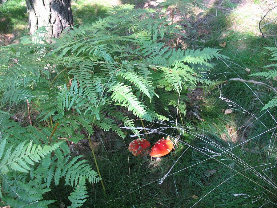 IMG_0695.JPG