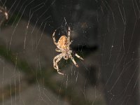 IMG_3003