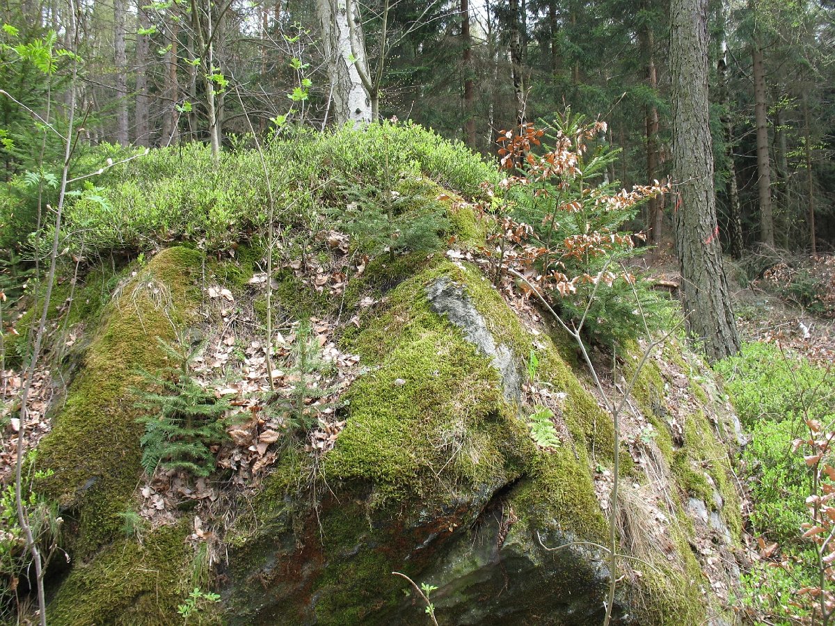 IMG_7778.JPG - Biotop auf einem Sandsteinblock am Wegesrand.